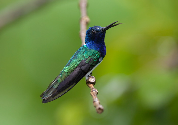 Florisuga mellivora mellivora Trochilidae