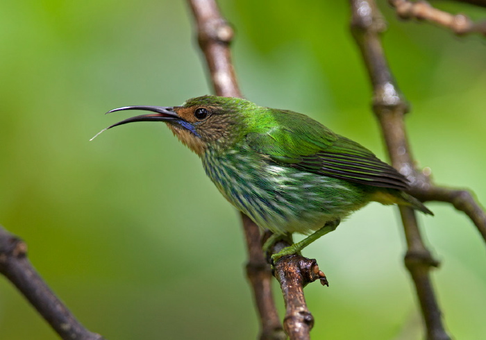 Cyanerpes caeruleus Thraupidae