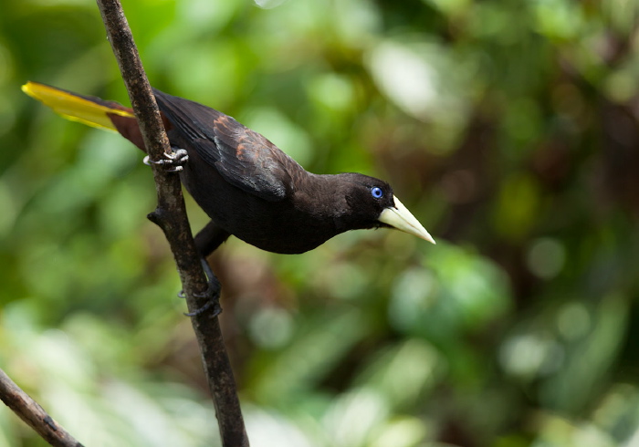 Psarocolius decumanus Icteridae