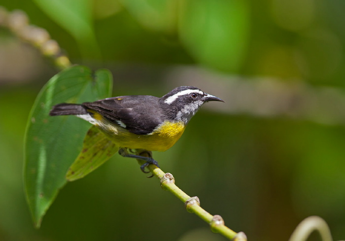 Coereba flaveola Coerebidae