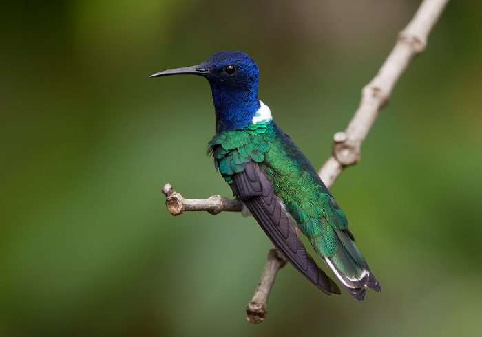 Florisuga mellivora mellivora Trochilidae