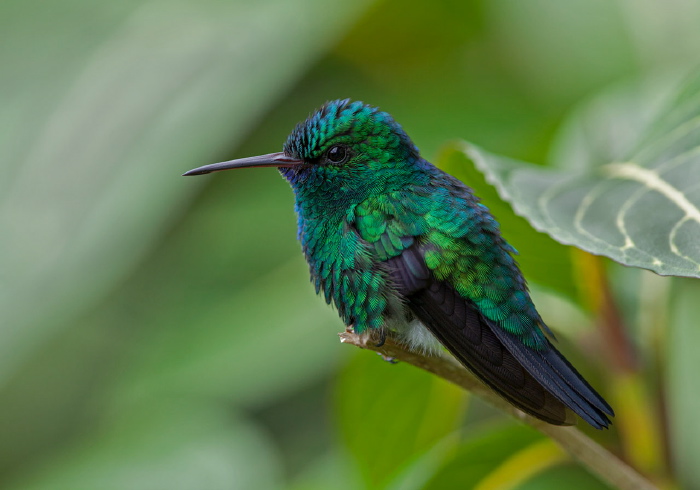 Chlorestes notatus Trochilidae