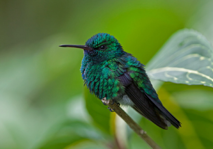 Chlorestes notatus Trochilidae