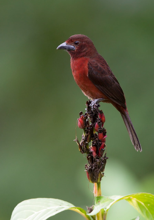 Ramphocelus carbo Thraupidae