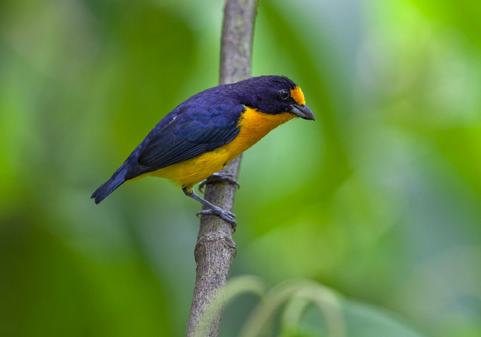 Euphonia violacea Thraupidae