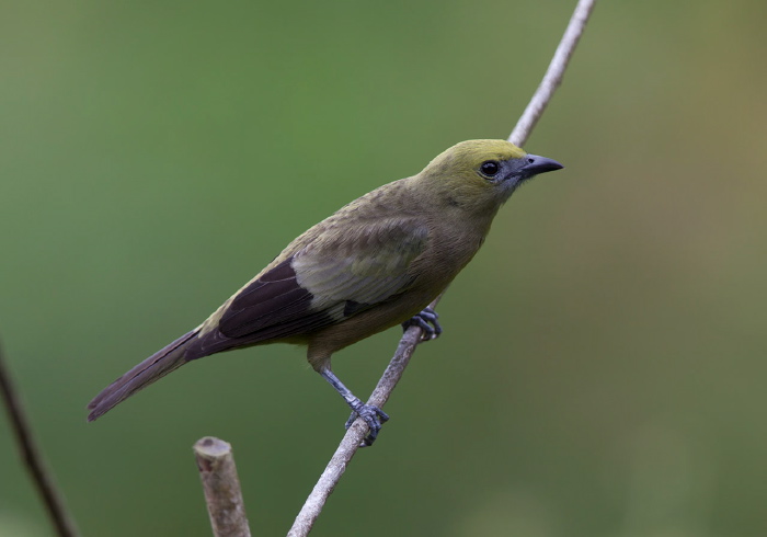 Thraupis palmarum Thraupidae