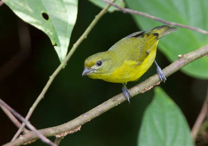 Euphonia violacea Thraupidae