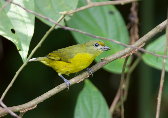 Euphonia violacea Thraupidae