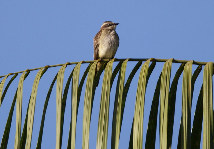 Legatus leucophaius Tyrannidae