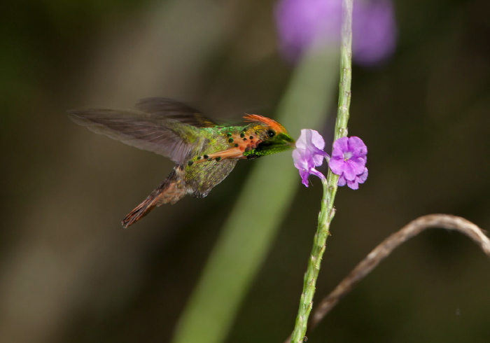 Lophornis ornatus Trochilidae