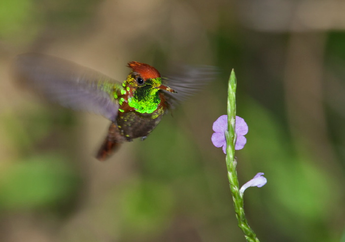 Lophornis ornatus Trochilidae