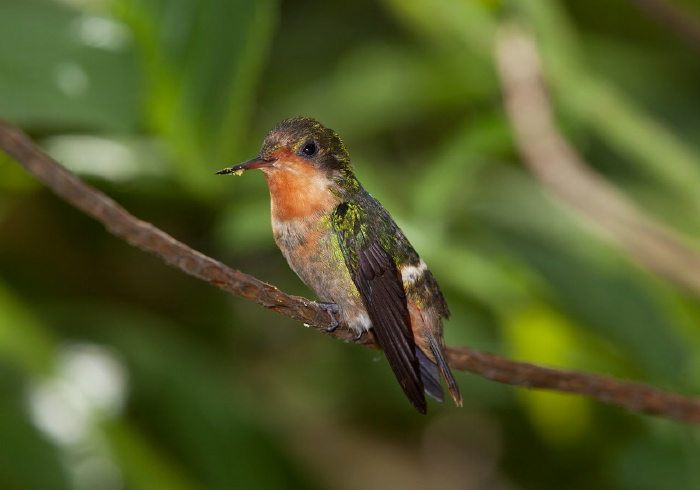 Lophornis ornatus Trochilidae