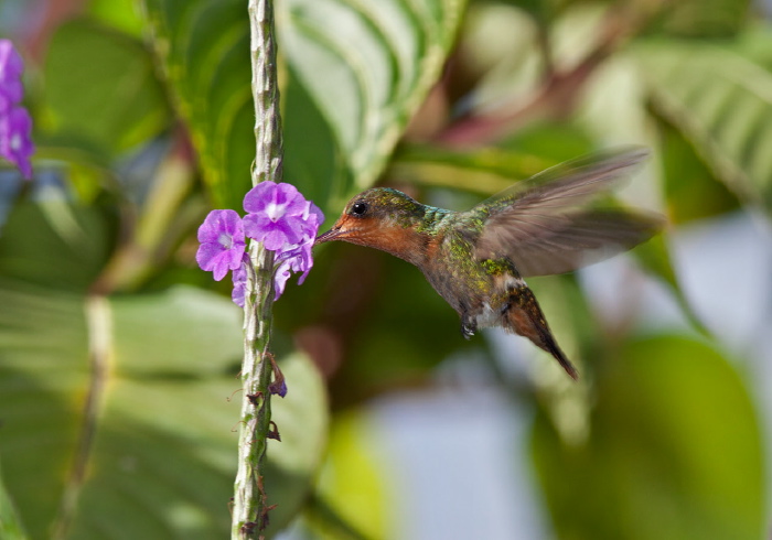 Lophornis ornatus Trochilidae