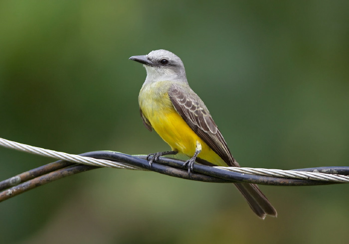 Tyrannus melancholicus Tyrannidae