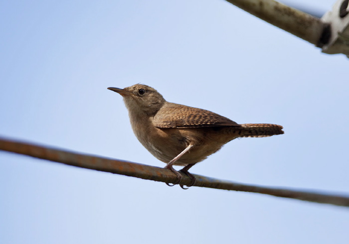 Troglodytes (aedon) musculus albicans Troglodytidae