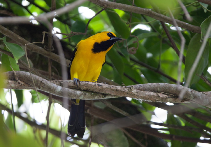 Icterus nigrogularis Icteridae