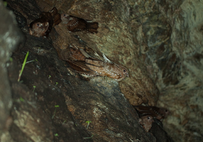 Steatornis caripensis Steatornithidae