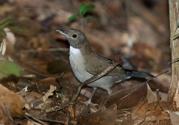 Turdus albicollis Turdidae