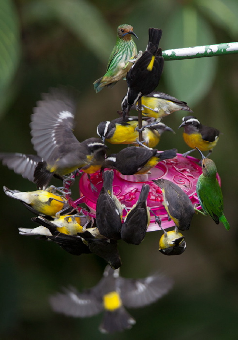 Coereba flaveola Coerebidae