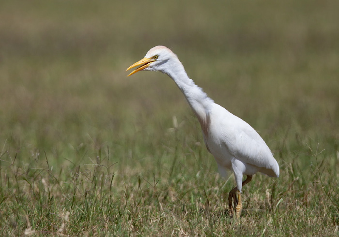 Bubulcus ibis Ardeidae