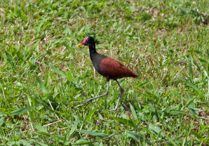 Jacana jacana Jacanidae