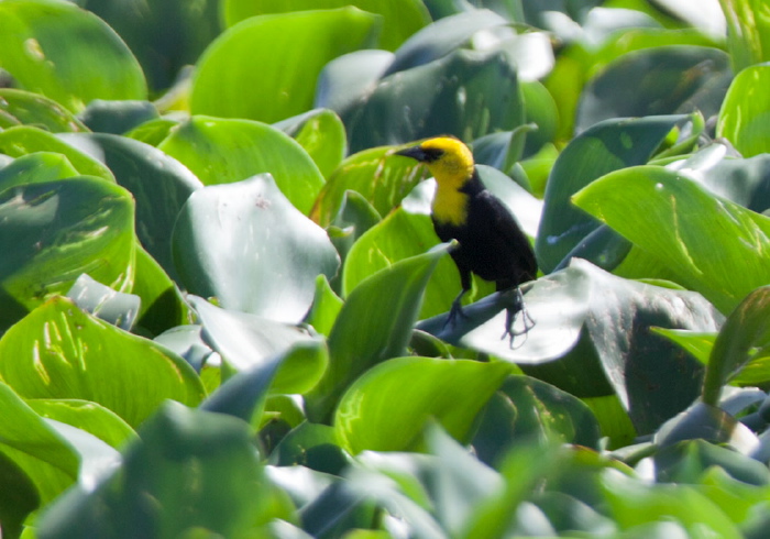 Chrysomus icterocephalus Icteridae