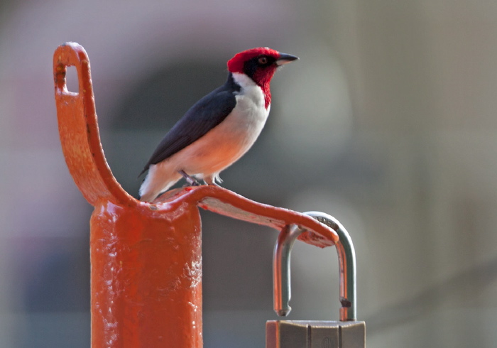 Paroaria coronata Thraupidae