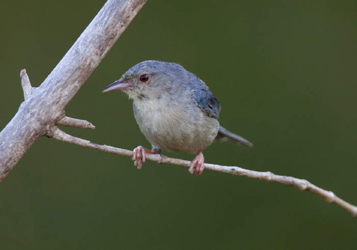 Conirostrum bicolor Thraupidae