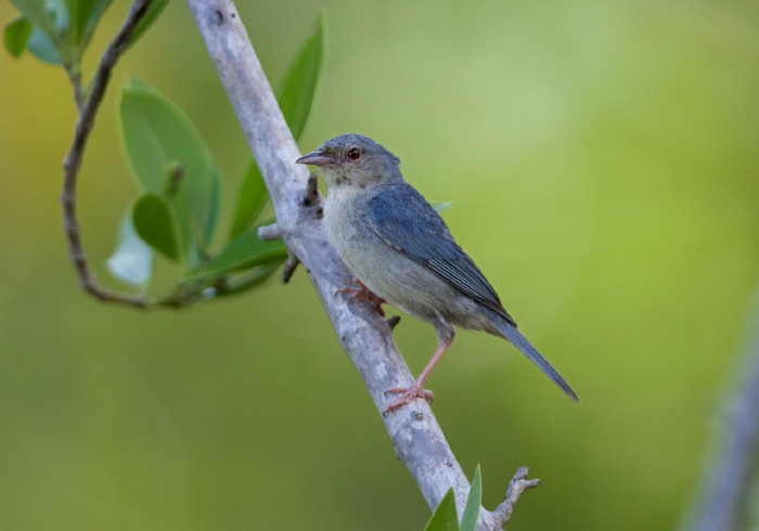 Conirostrum bicolor Thraupidae