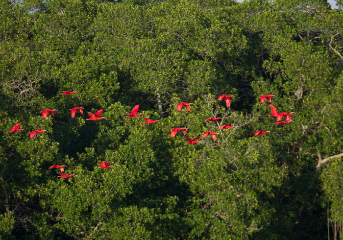 Eudocimus ruber Threskiornithidae