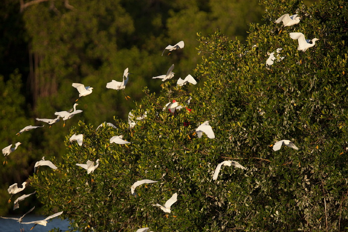 Egretta thula Ardeidae