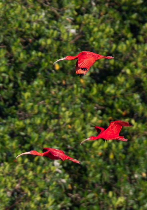 Eudocimus ruber Threskiornithidae