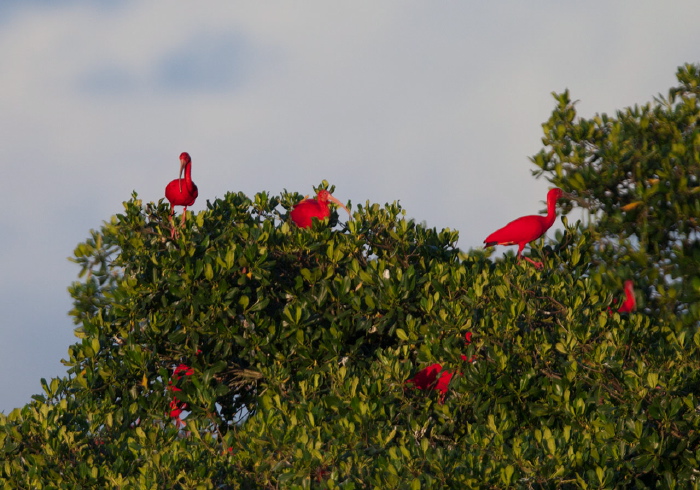 Eudocimus ruber Threskiornithidae