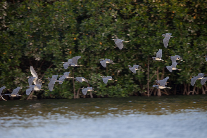 Egretta tricolor Ardeidae