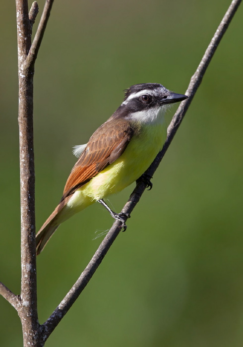 Pitangus sulphuratus Tyrannidae