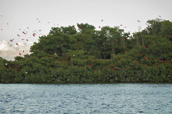 Eudocimus ruber Threskiornithidae