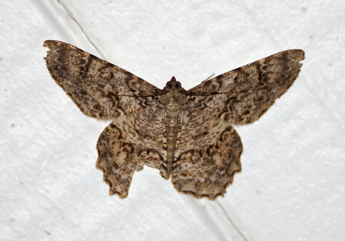 Epimecis matronaria Geometridae