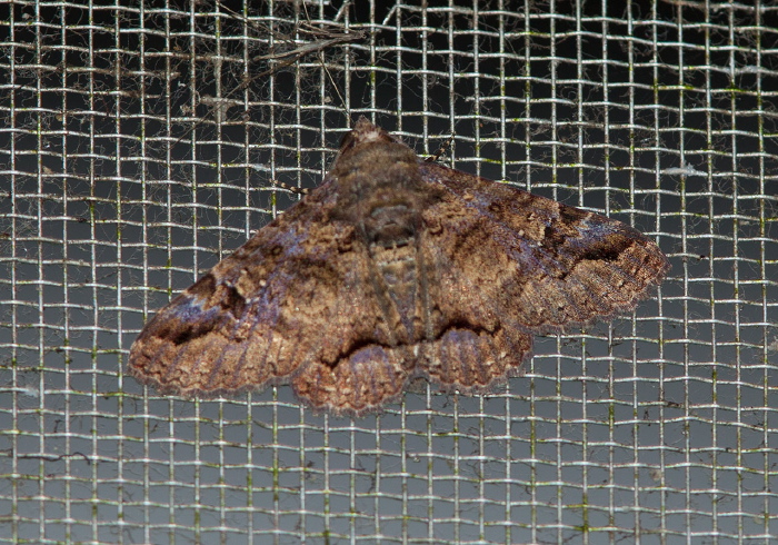 Metria coenochroa Erebidae