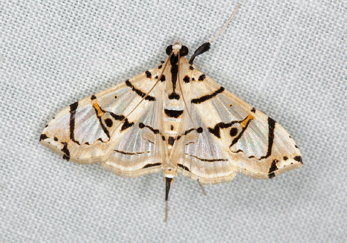 Nonazochis graphialis Crambidae