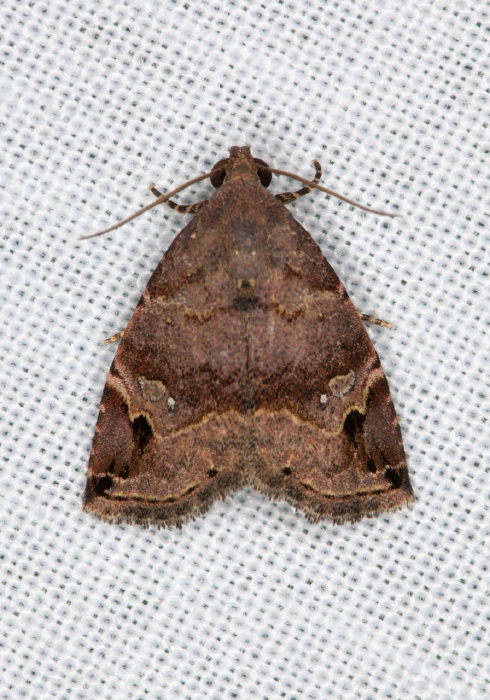 Ozarba melanodonta Erebidae