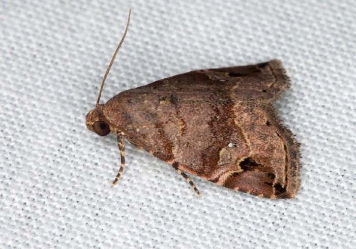 Ozarba melanodonta Erebidae