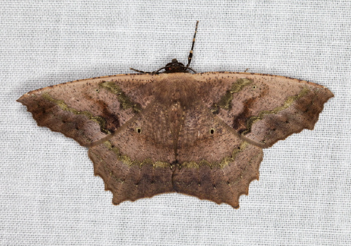 Paragonia tasima Geometridae