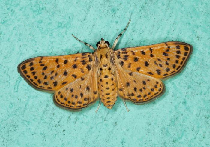 Polygrammodes sp.? Crambidae