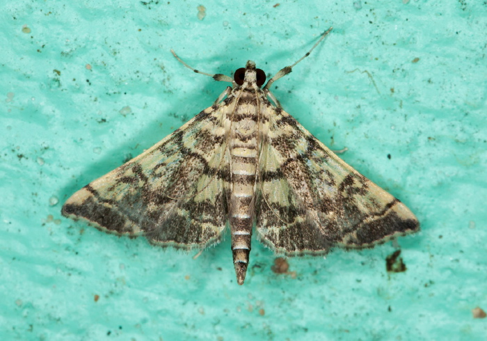 Apogeshna stenialis Crambidae