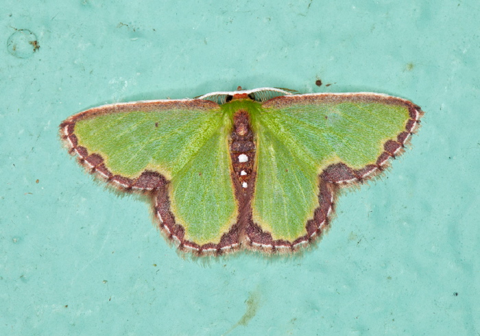 Synchlora expulsata Geometridae