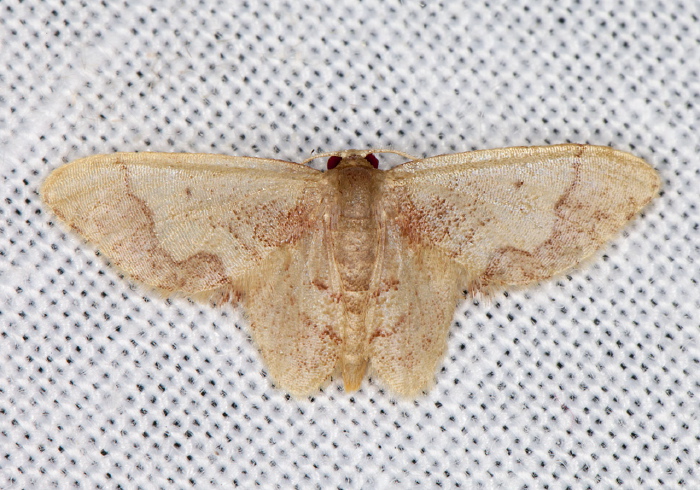 Idaea rufulata rufulata Geometridae