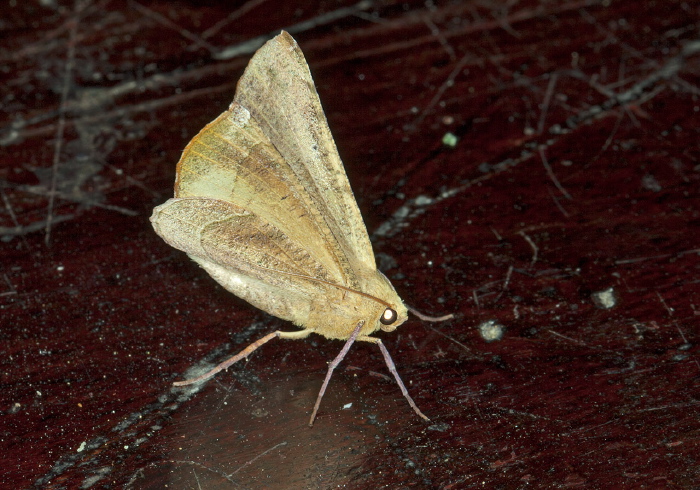 Erosina hyberniata Geometridae