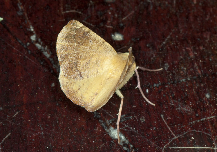 Erosina hyberniata Geometridae