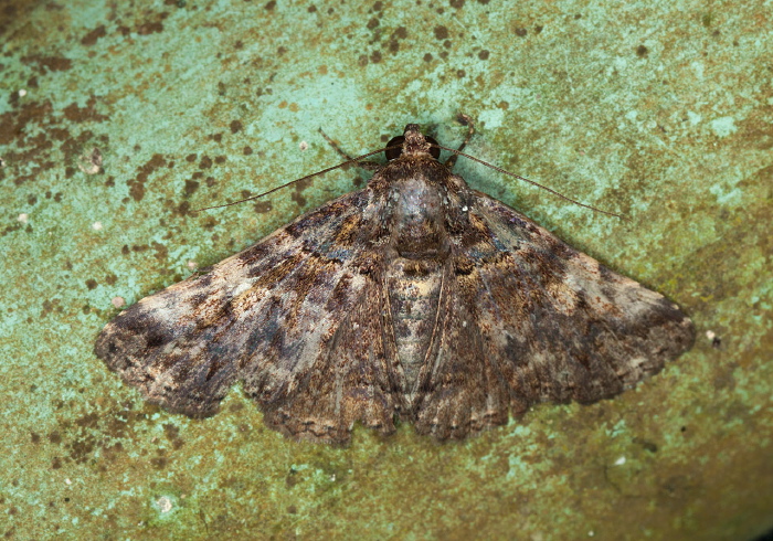 Metria obscura? Erebidae