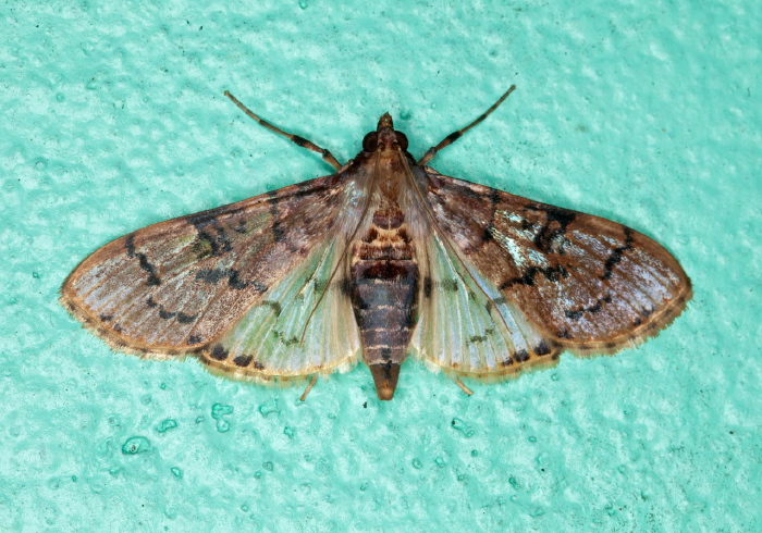 Azochis sp. Crambidae